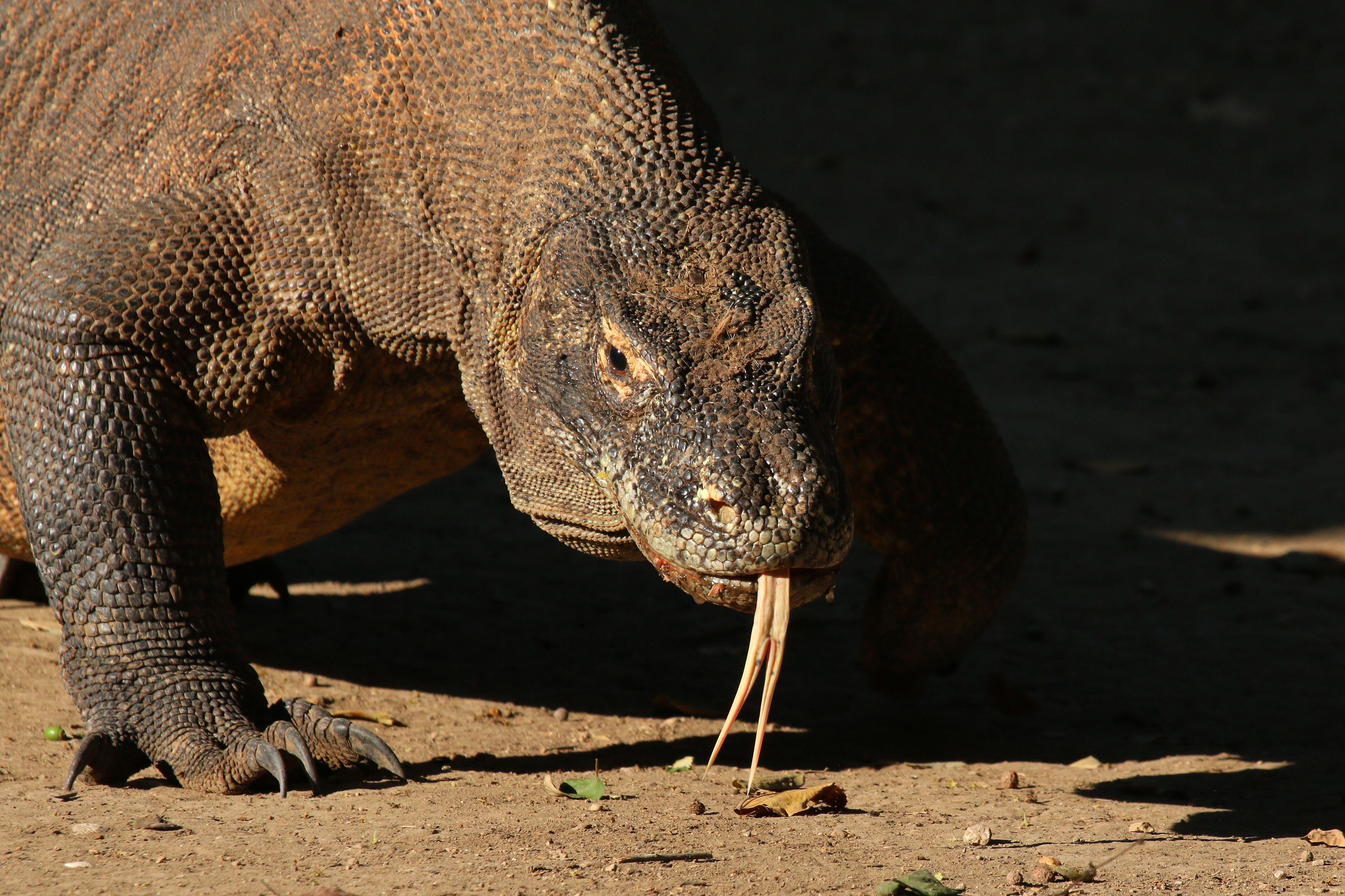 Komodo Dragon Pics - HD Wallpaper 