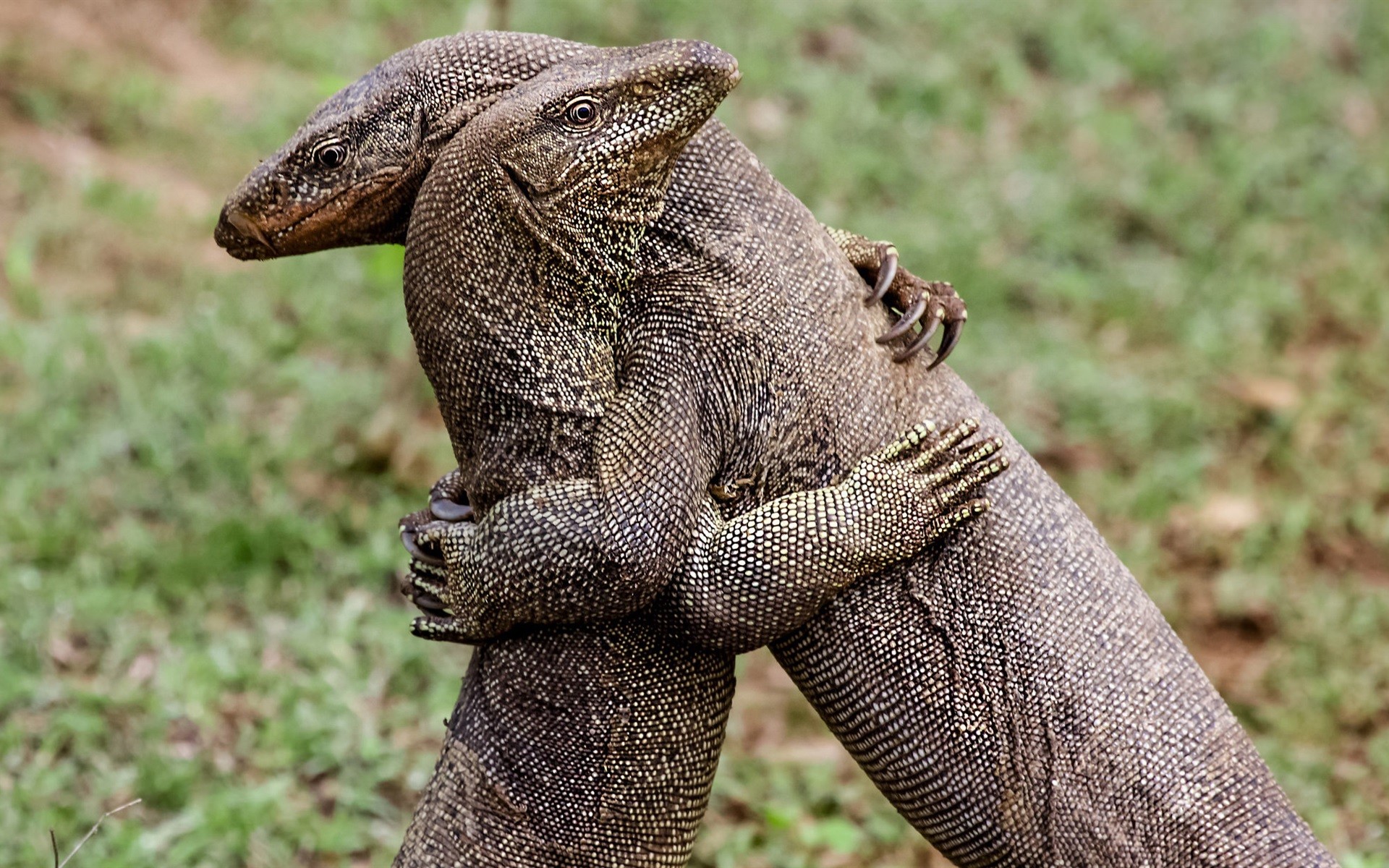 Download This Wallpaper 
 Data-src /w/full/d/a/e/491098 - Cute Komodo Dragon - HD Wallpaper 