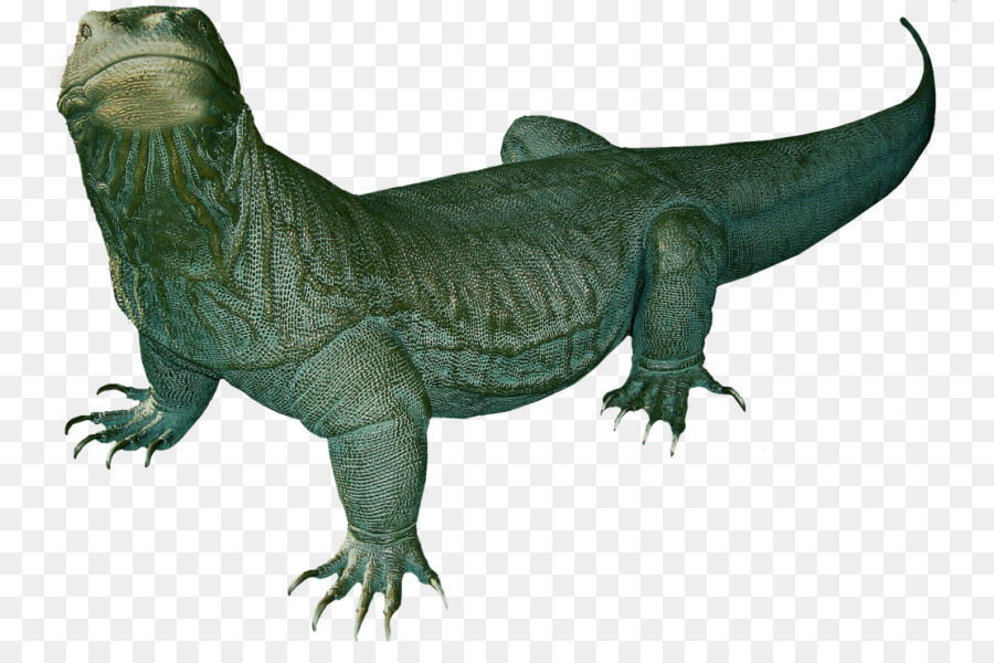 Komodo Dragon - HD Wallpaper 