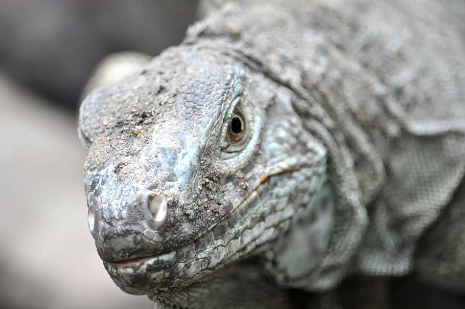 Grey Komodo Dragon, Animal, Blur, Close-up, Exotic, - Grey Komodo Dragon - HD Wallpaper 