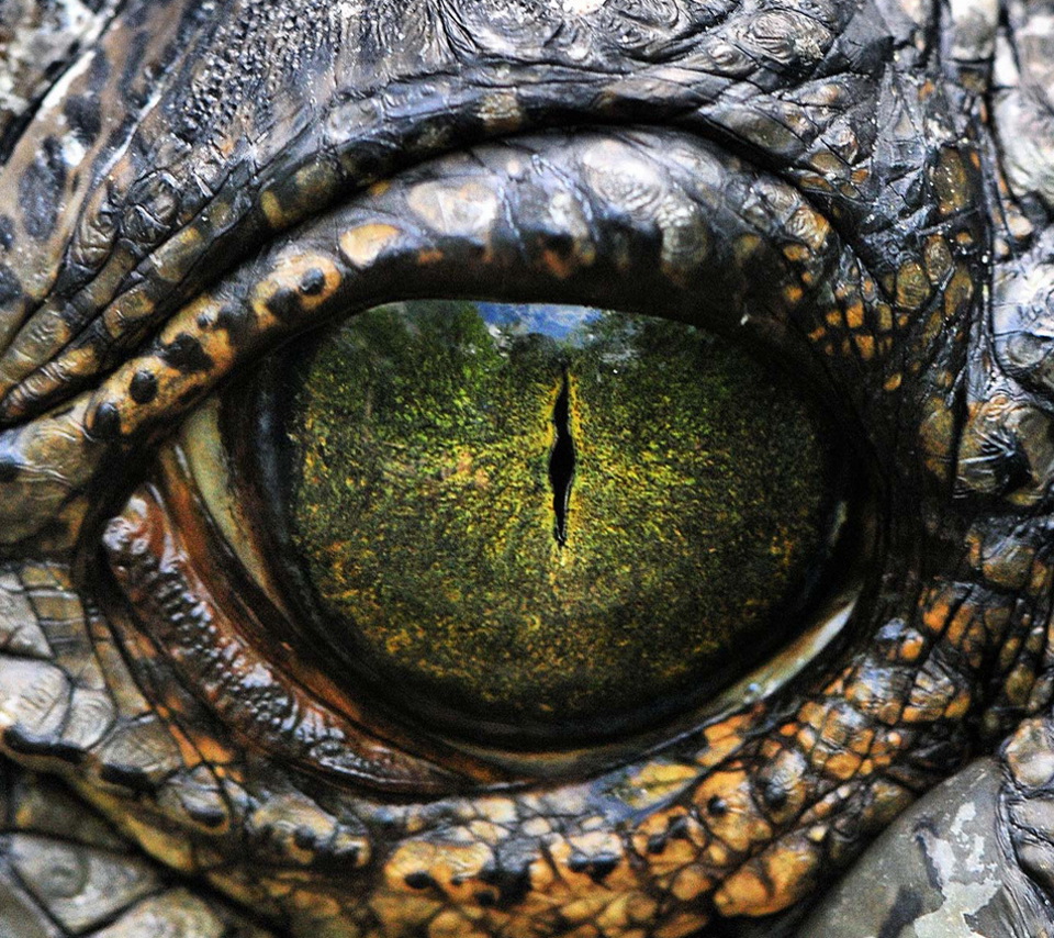 Crocodile Eye - HD Wallpaper 