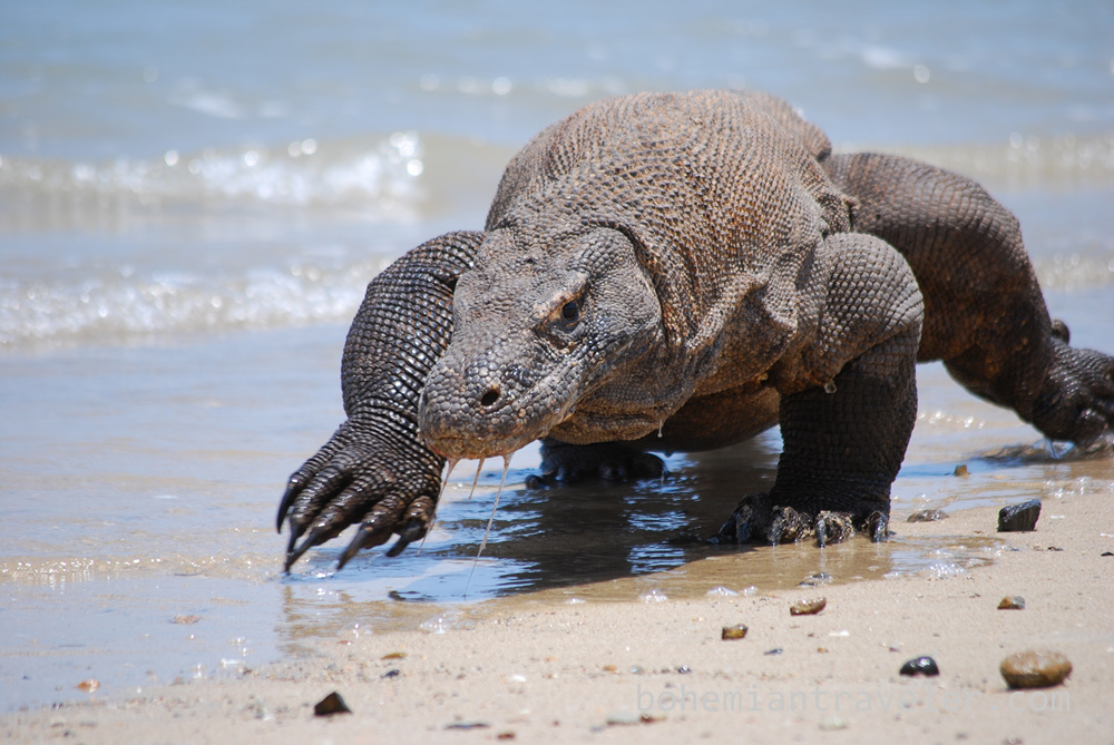 Big Komodo Dragons - HD Wallpaper 
