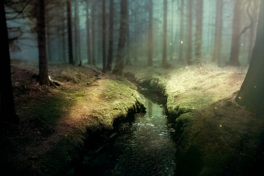 River Between Trees At Daytime, Background Image, Fantasy, - Ambiente En La Narracion - HD Wallpaper 
