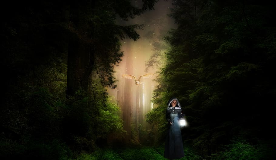 Fantasy, Forest, Light, Trees, Mysterious, Fairytale, - Darkness - HD Wallpaper 