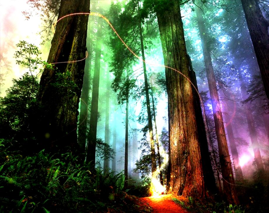 Fantasy Forest Wallpapers Wallpaper Cave - Magical Forest - HD Wallpaper 