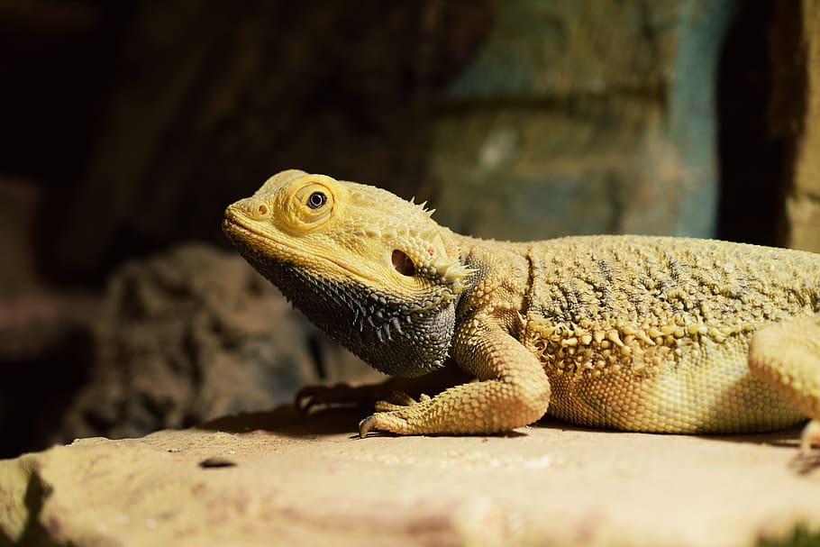 Bearded Dragon, Eye, Agame, Terrarium, Sting, Animal, - Old Bearded Dragon - HD Wallpaper 