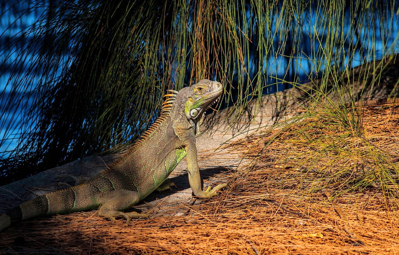 Photo Wallpaper Look, Plant, Lizard - Green Iguana - HD Wallpaper 
