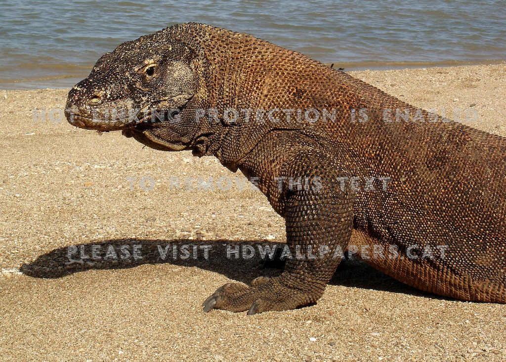Komodo Island Beach Sand - Dragon De Komodo - HD Wallpaper 