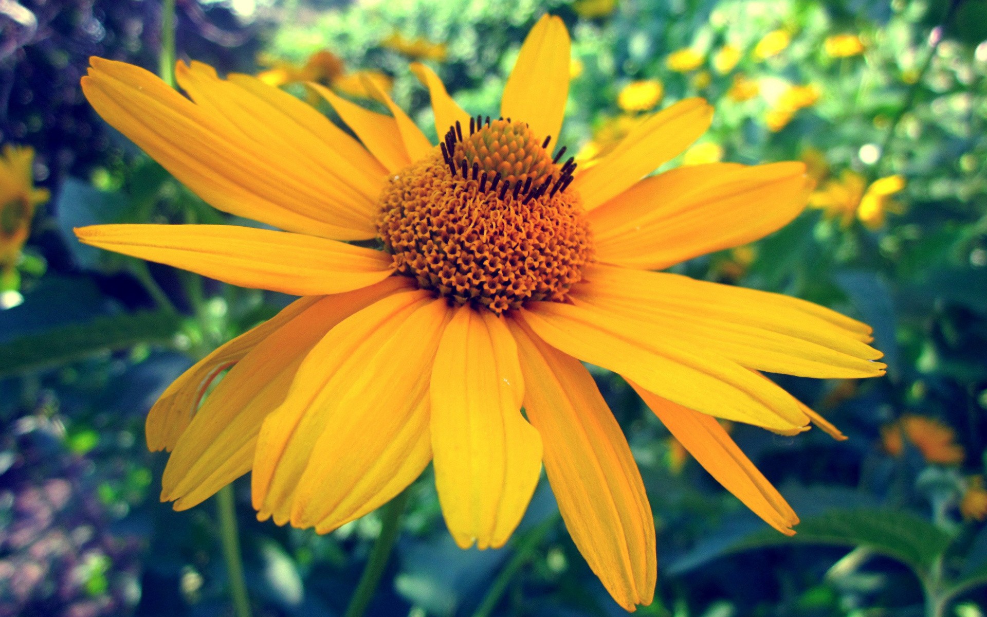 Black-eyed Susan - HD Wallpaper 