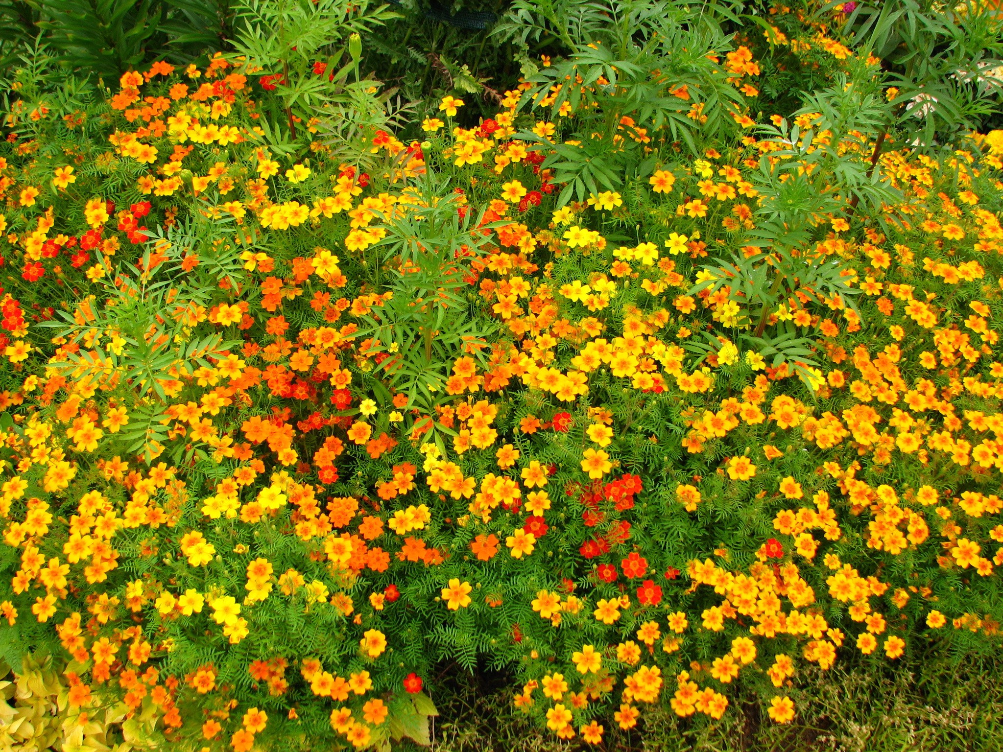 Tagetes Tenuifolia - HD Wallpaper 