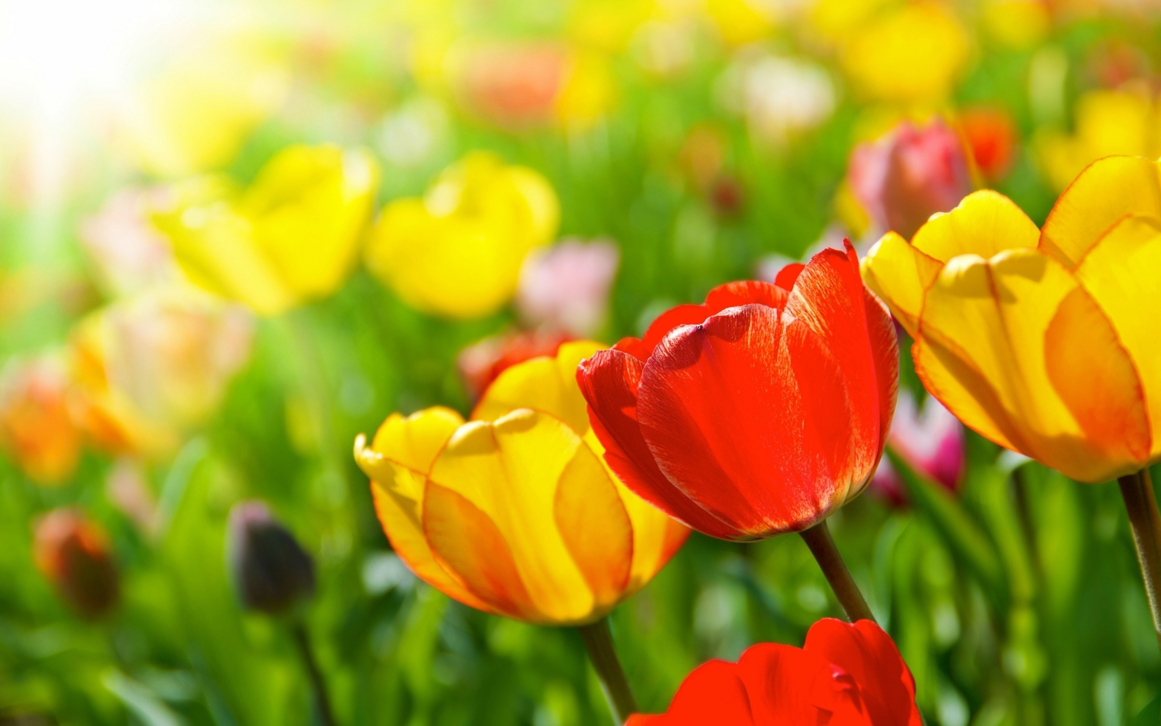 Bright Spring Flowers - HD Wallpaper 