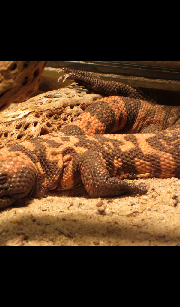 Rattlesnake - HD Wallpaper 