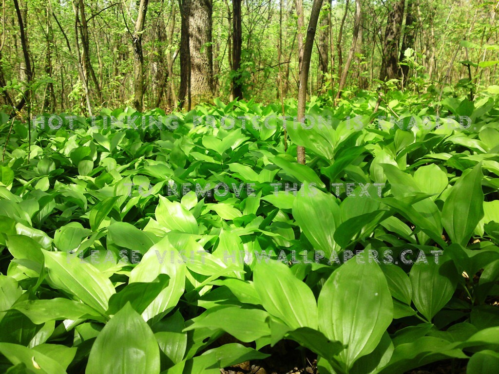 In Padure Jpg Imagini Nature Forests - Tree - HD Wallpaper 