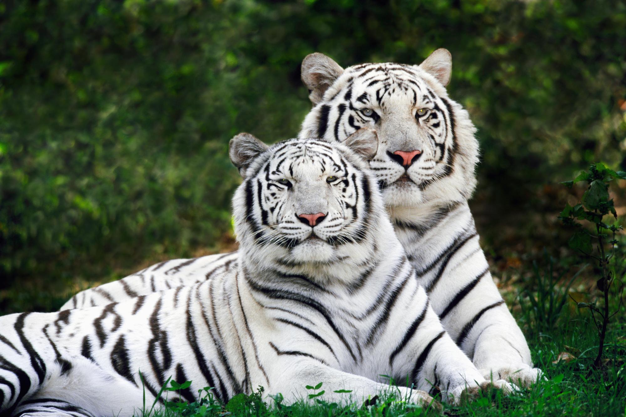White Tiger, White Tiger, White Tiger, Download Wallpapers - Group Of White Tigers - HD Wallpaper 