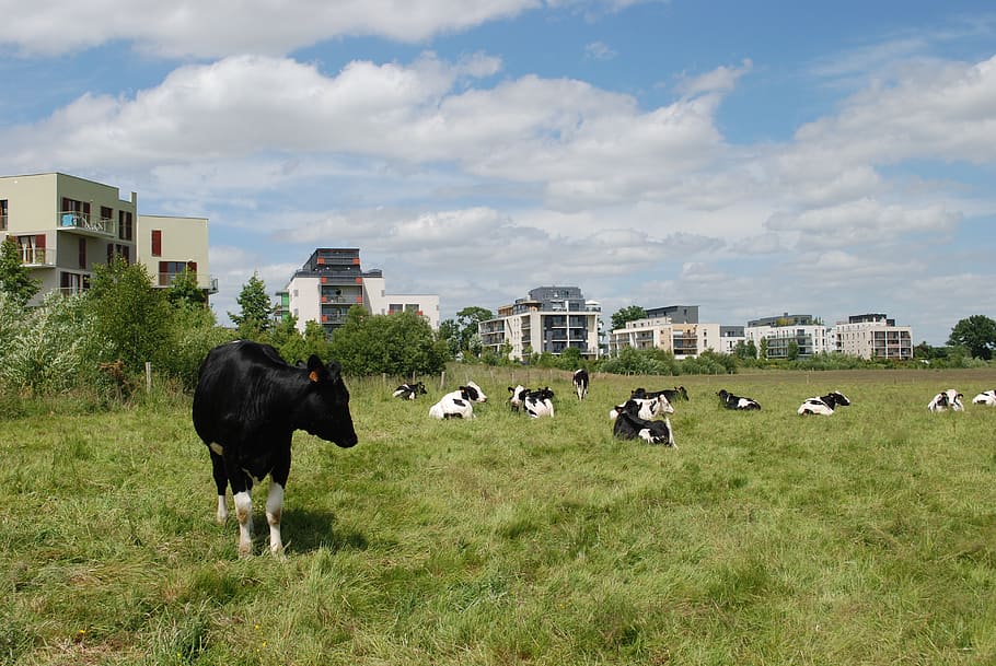 Cows, Buildings, Field, Fields, Fields In Town, Zac, - HD Wallpaper 