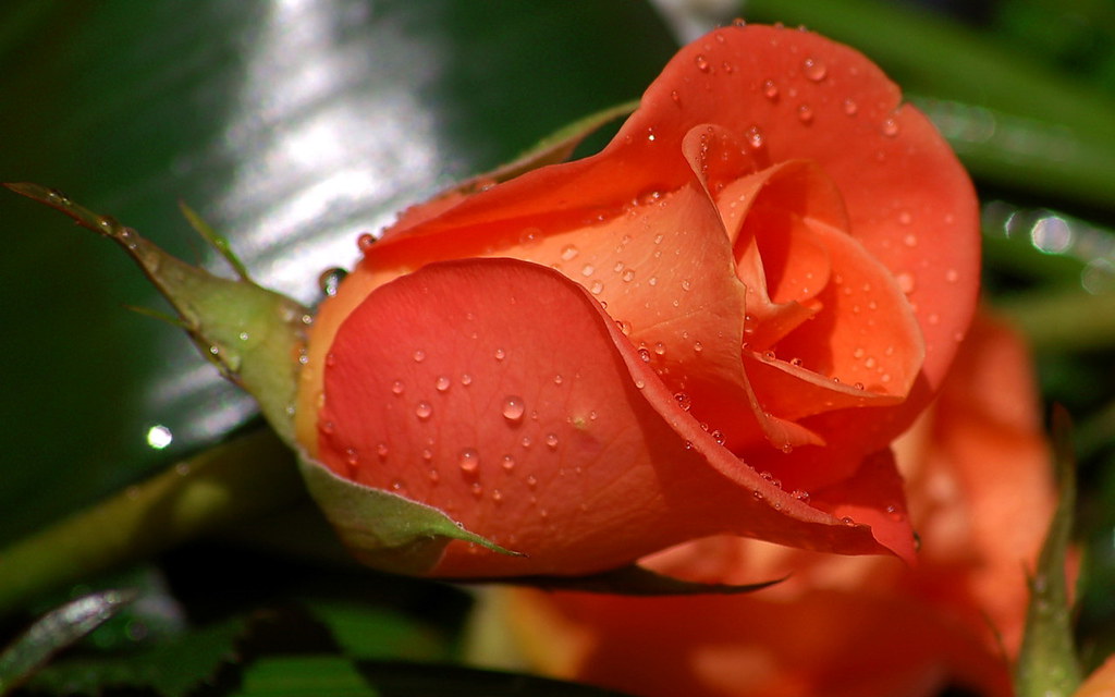Rose Flowers In Nature - HD Wallpaper 