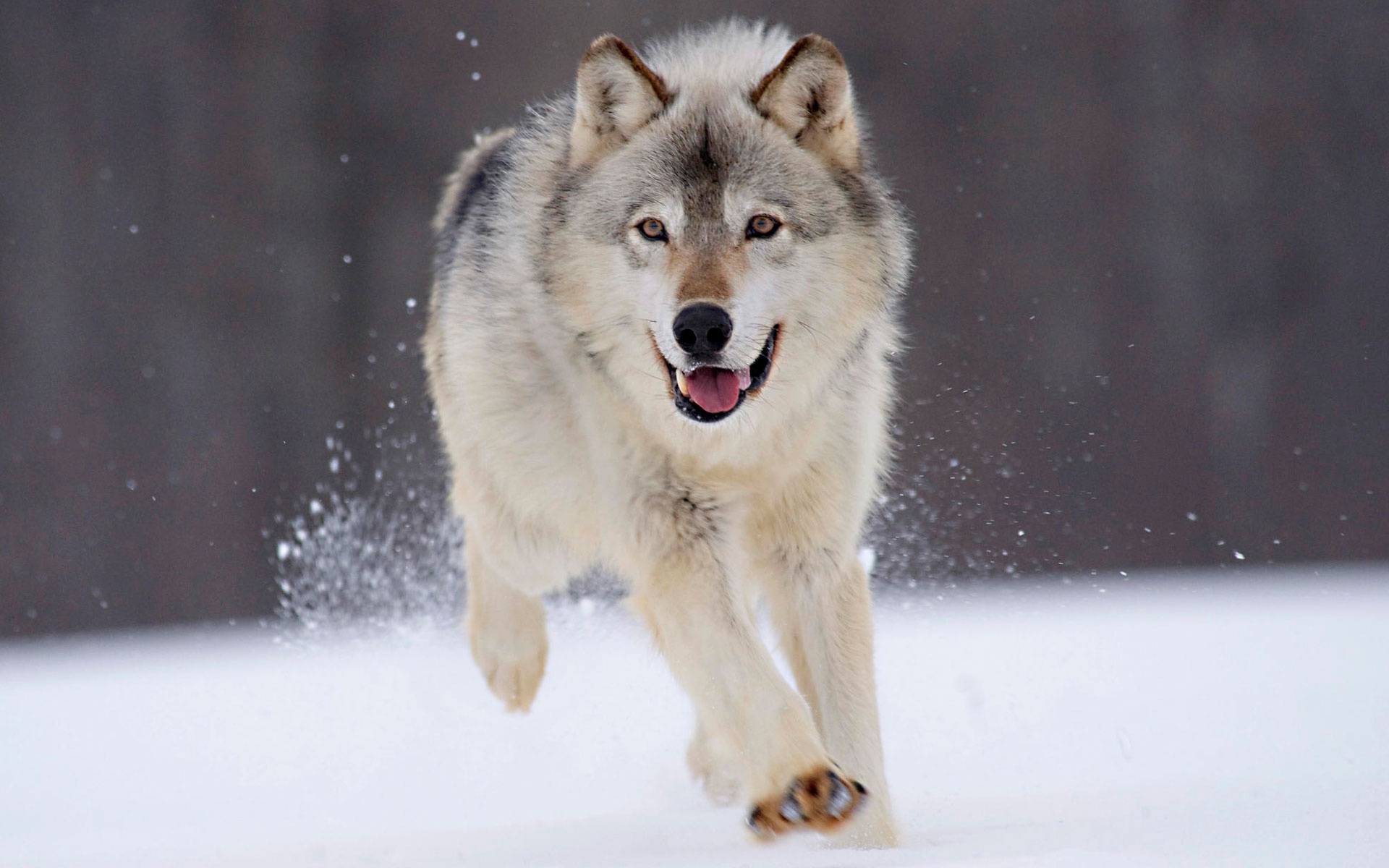 Wolf, Snow, And Animal Image - Alaskan Malamute Hd - HD Wallpaper 