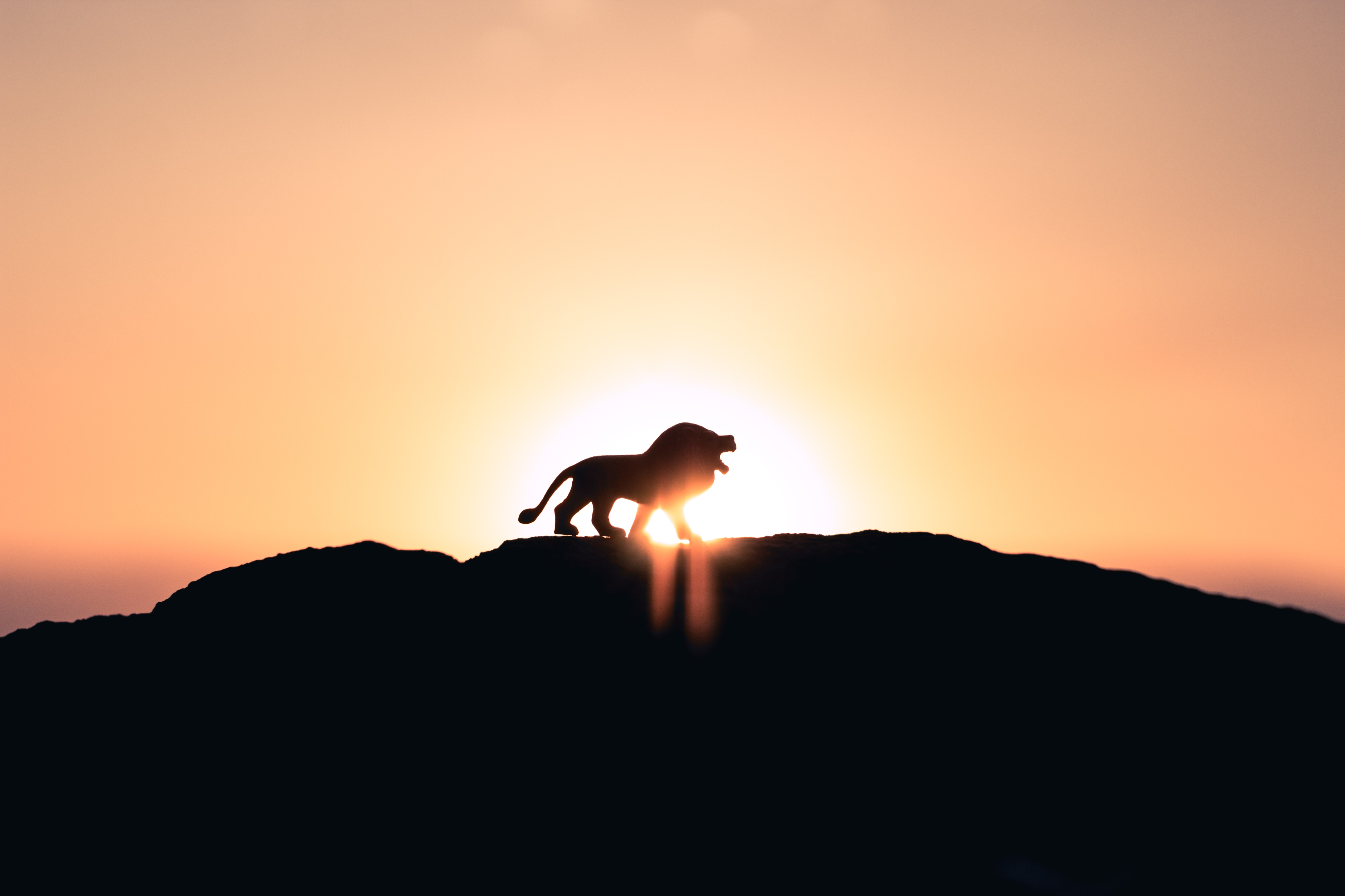 Lion On Top Of Mountain - HD Wallpaper 