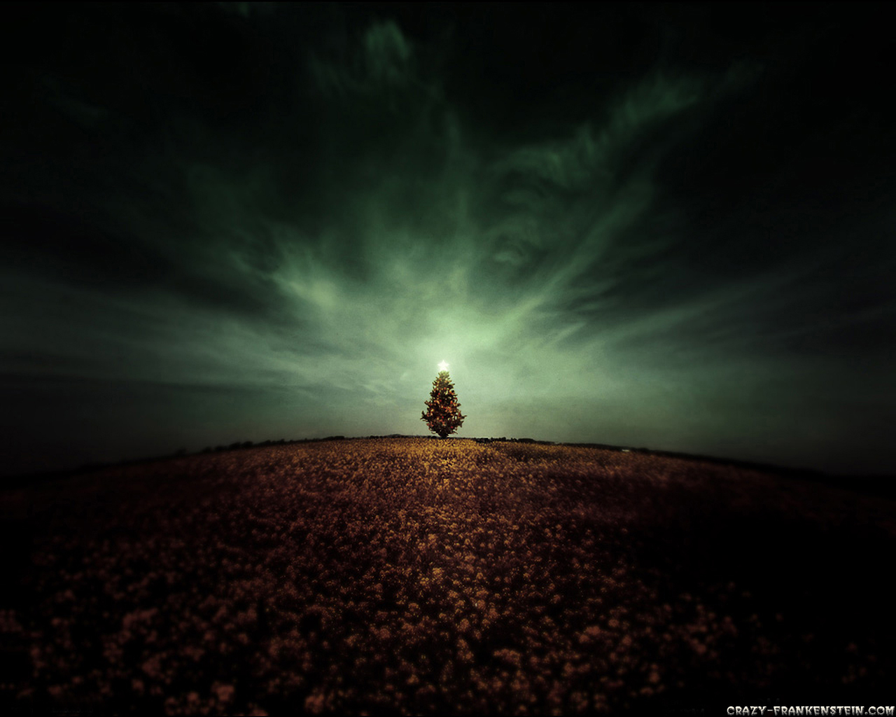 Tree In Field - HD Wallpaper 