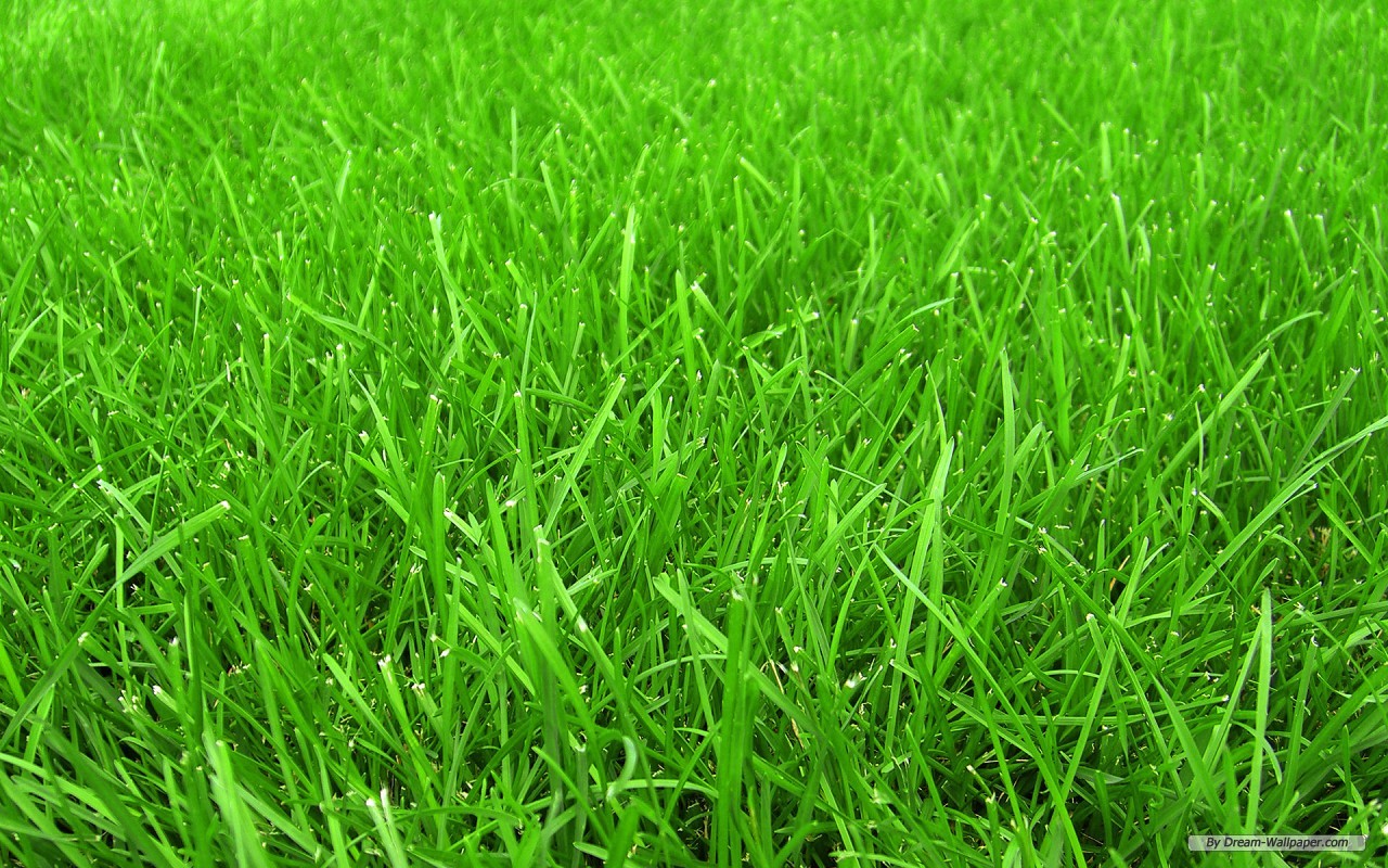 Green Grass Background Hd - 1280x800 Wallpaper 