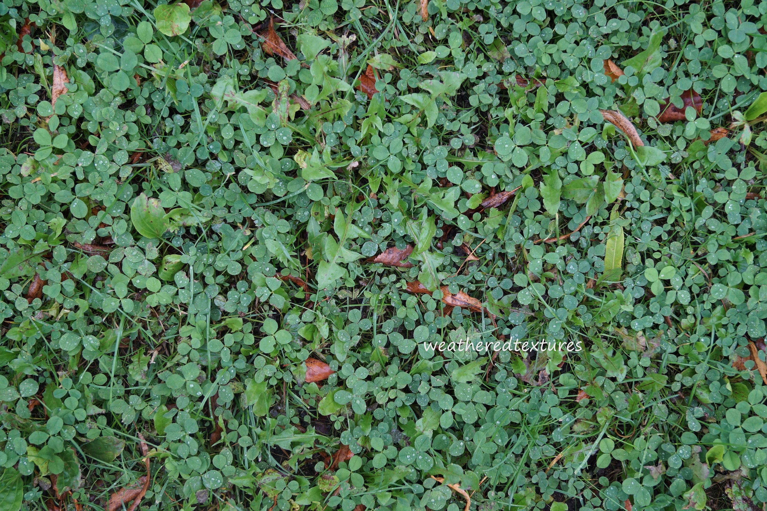 Grass - HD Wallpaper 