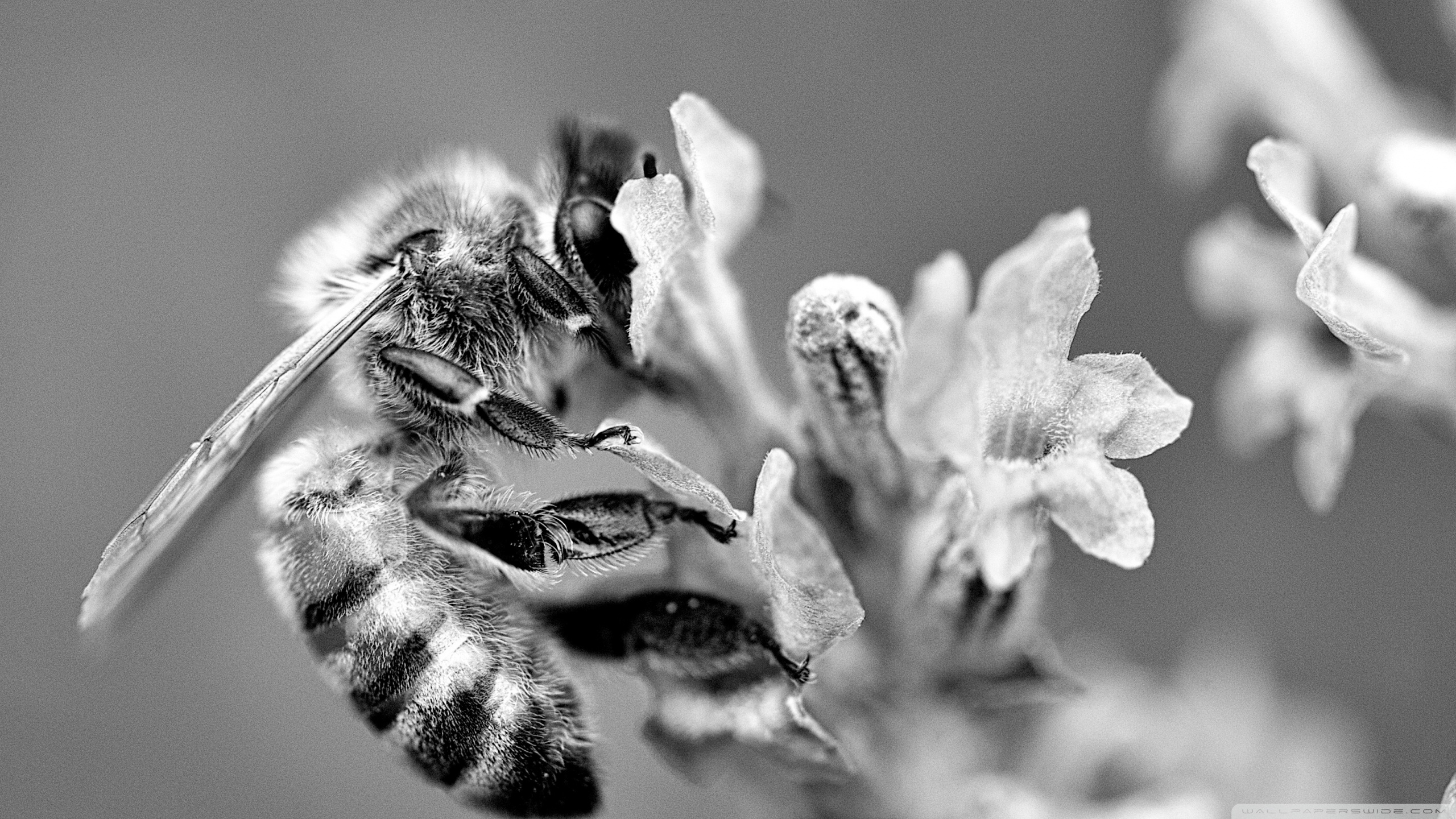 Focus Wallpaper In Fhd - HD Wallpaper 