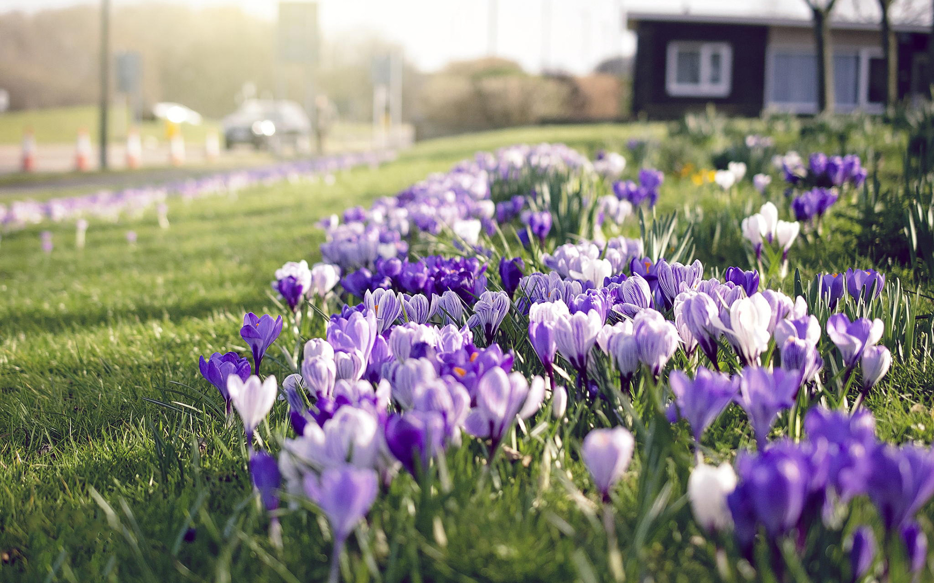 Saffron Flower Paint Wallpaper Hd - HD Wallpaper 