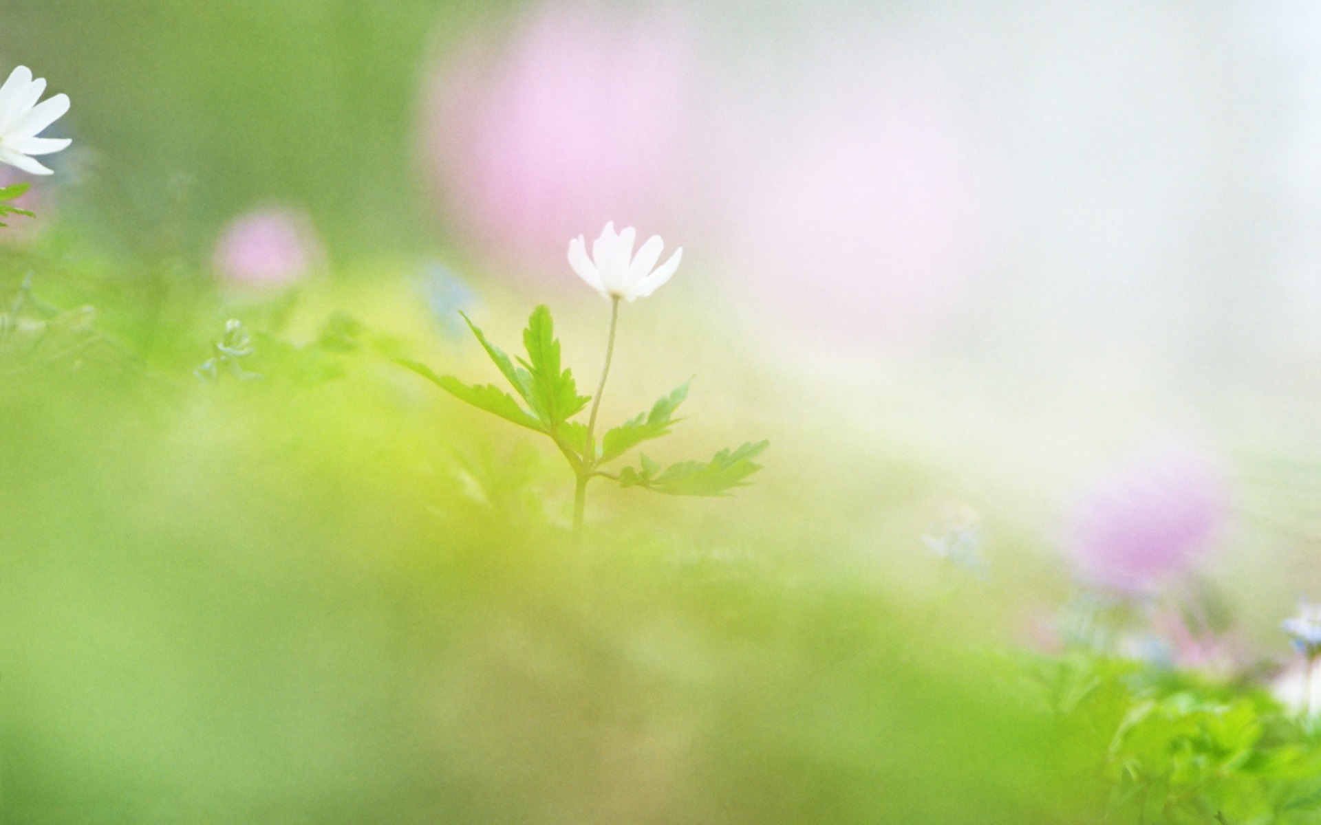 Focus Soft Wallpaper Hd Flowers - Green Soft Background Hd - 1920x1200 Wallpaper Focus Soft Wallpaper Hd Flowers - Green Soft Background Hd - 1920x1200 Wallpaper