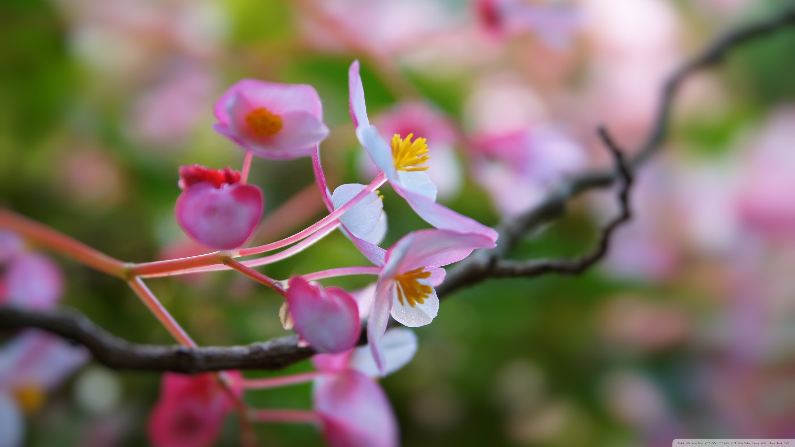 4k Wallpaper Flower Focused - HD Wallpaper 