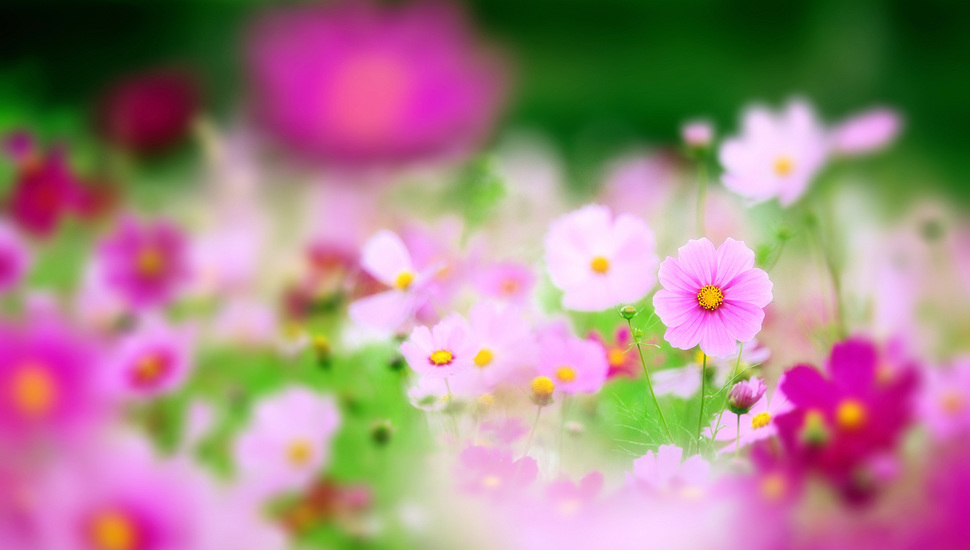 Nature, Pink, Field, Kosmeya, Flowers, Focus Desktop - Blur Photo With Flowers - HD Wallpaper 
