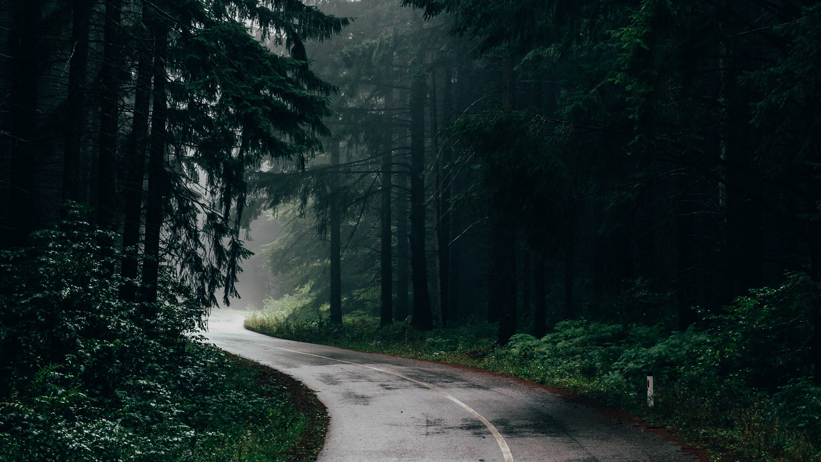 Wallpaper Road, Fog, Trees, Turn, Asphalt - Mabel Ok Anxiety Anthem - HD Wallpaper 