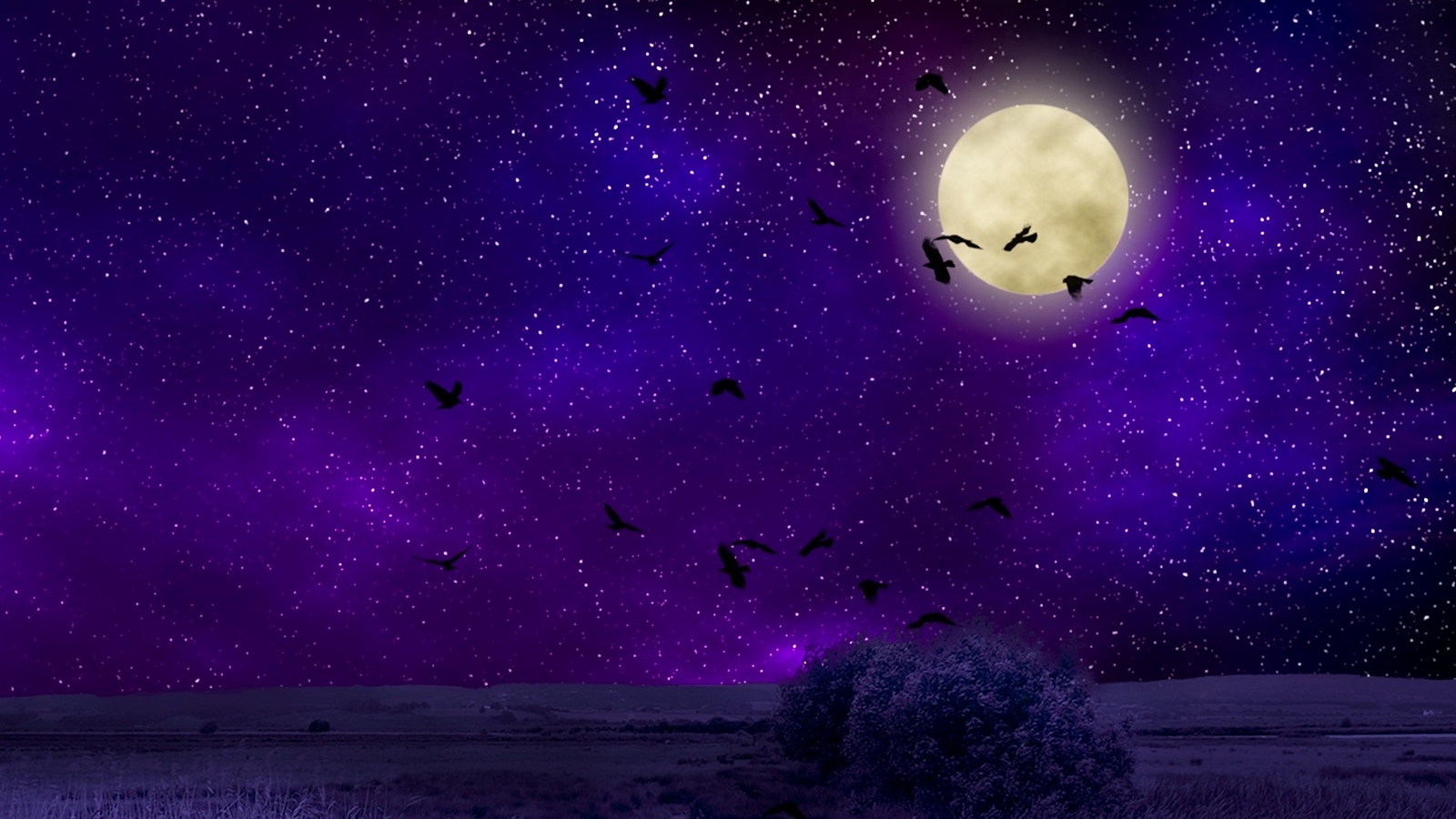 Wallpaper Moon, Moonlight, Birds, Starry Sky, Night, - Night Sky Wallpaper Moon - HD Wallpaper 