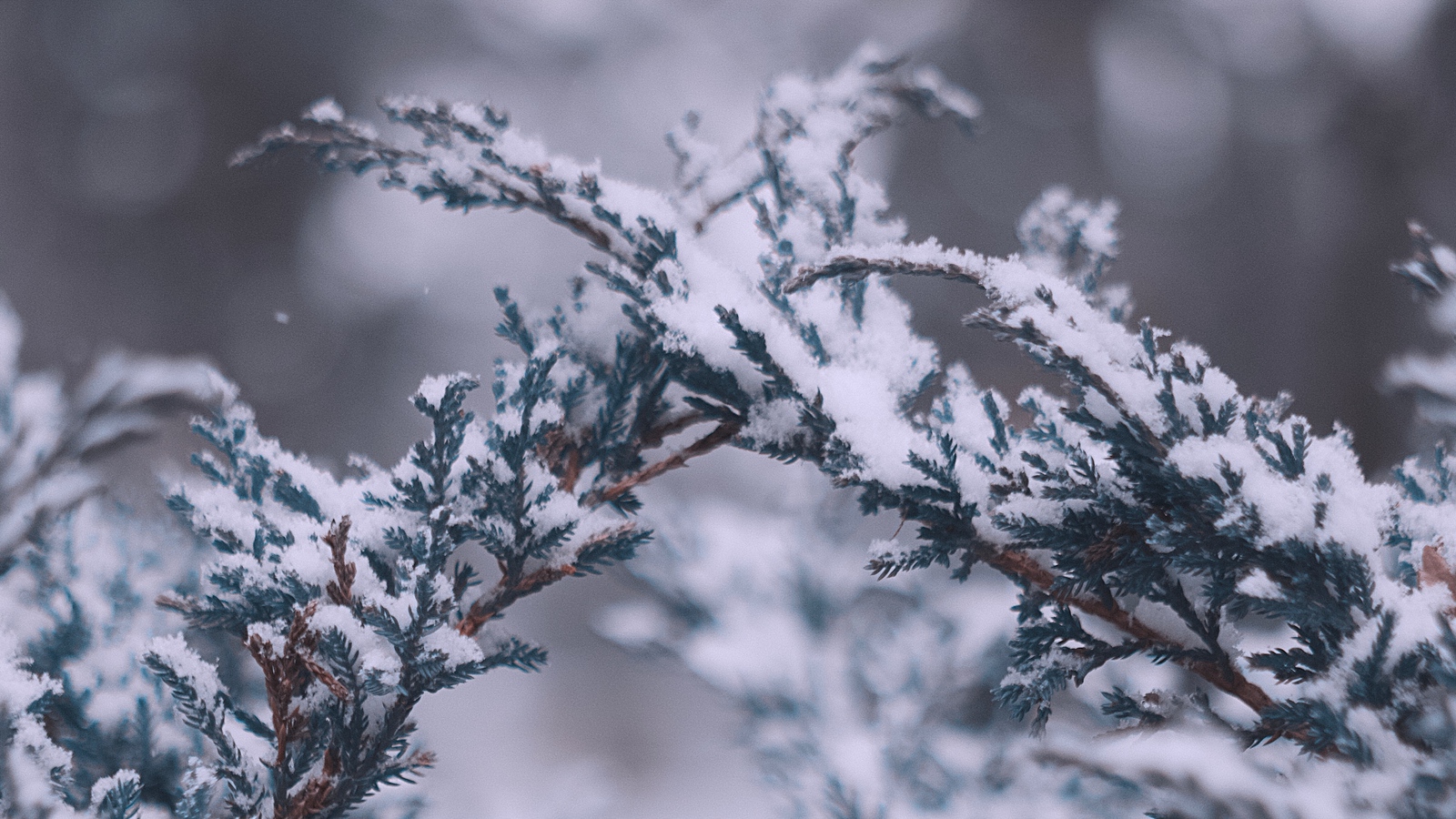 Wallpaper Branches, Snow, Macro, Winter - Hd - HD Wallpaper 