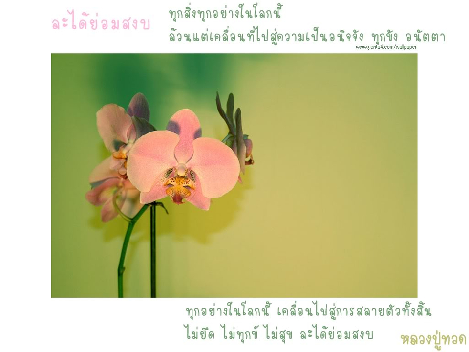 Phalaenopsis Sanderiana - HD Wallpaper 