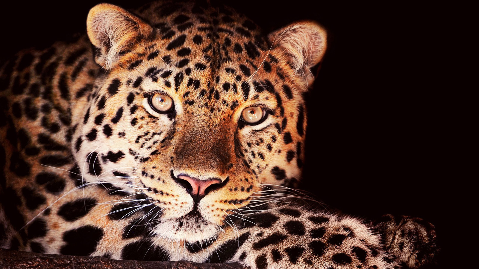 Leopard In Tree Wallpapers Hd Animals - Leopard 4k Dark - HD Wallpaper 