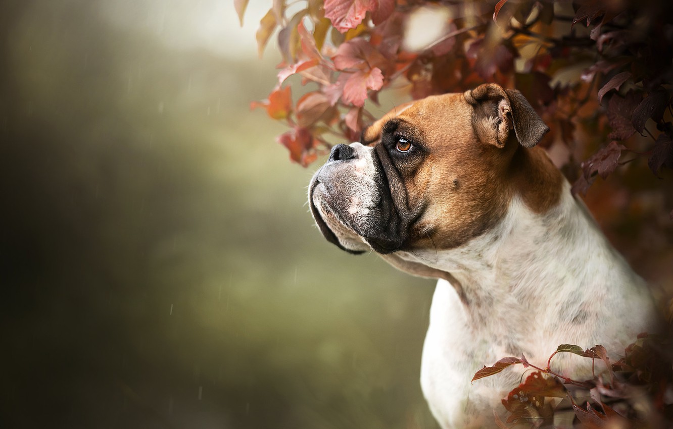 Photo Wallpaper Face, Rain, Portrait, Dog, Profile, - Boxer - HD Wallpaper 