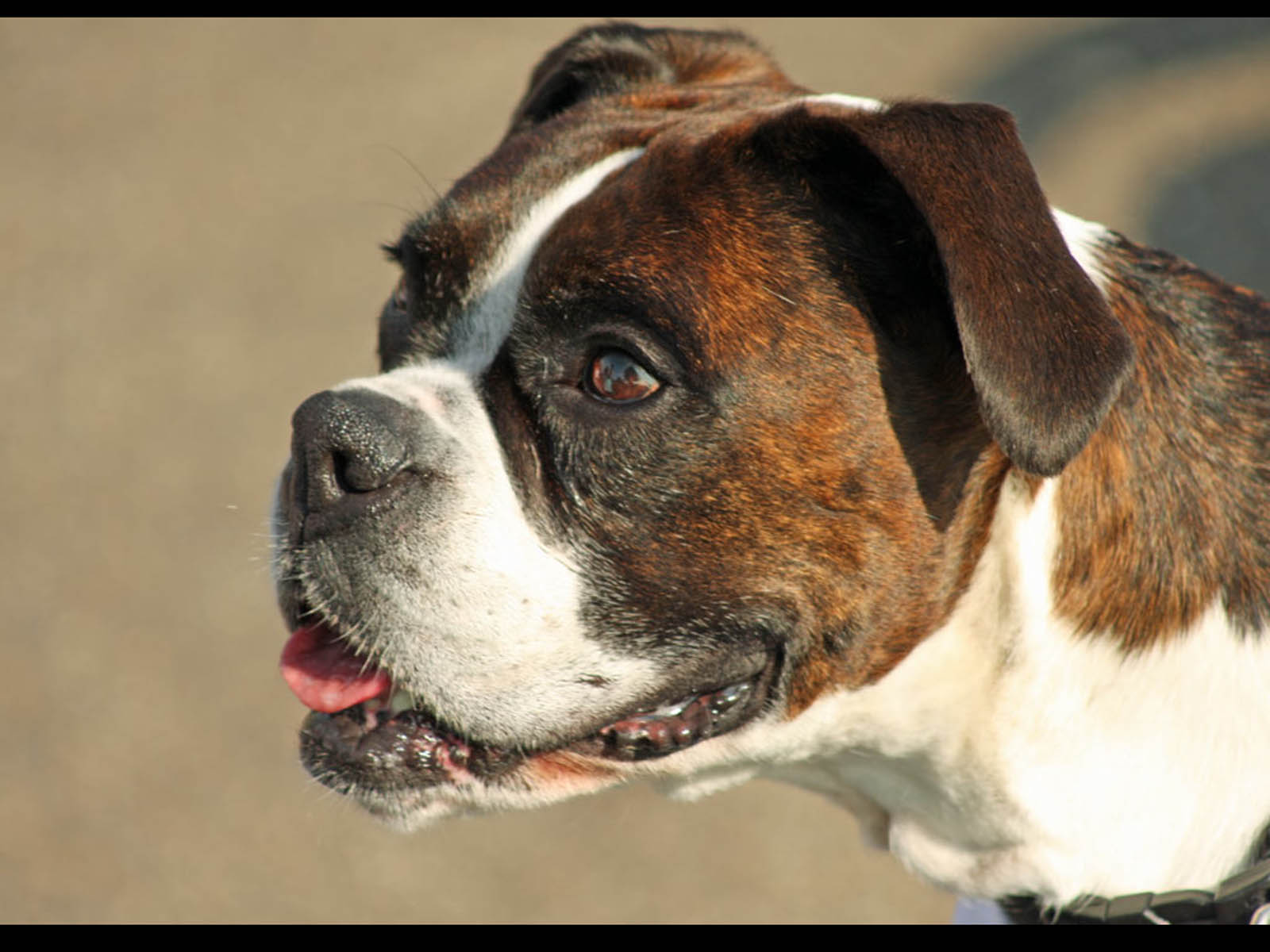 Boxer Dog - HD Wallpaper 