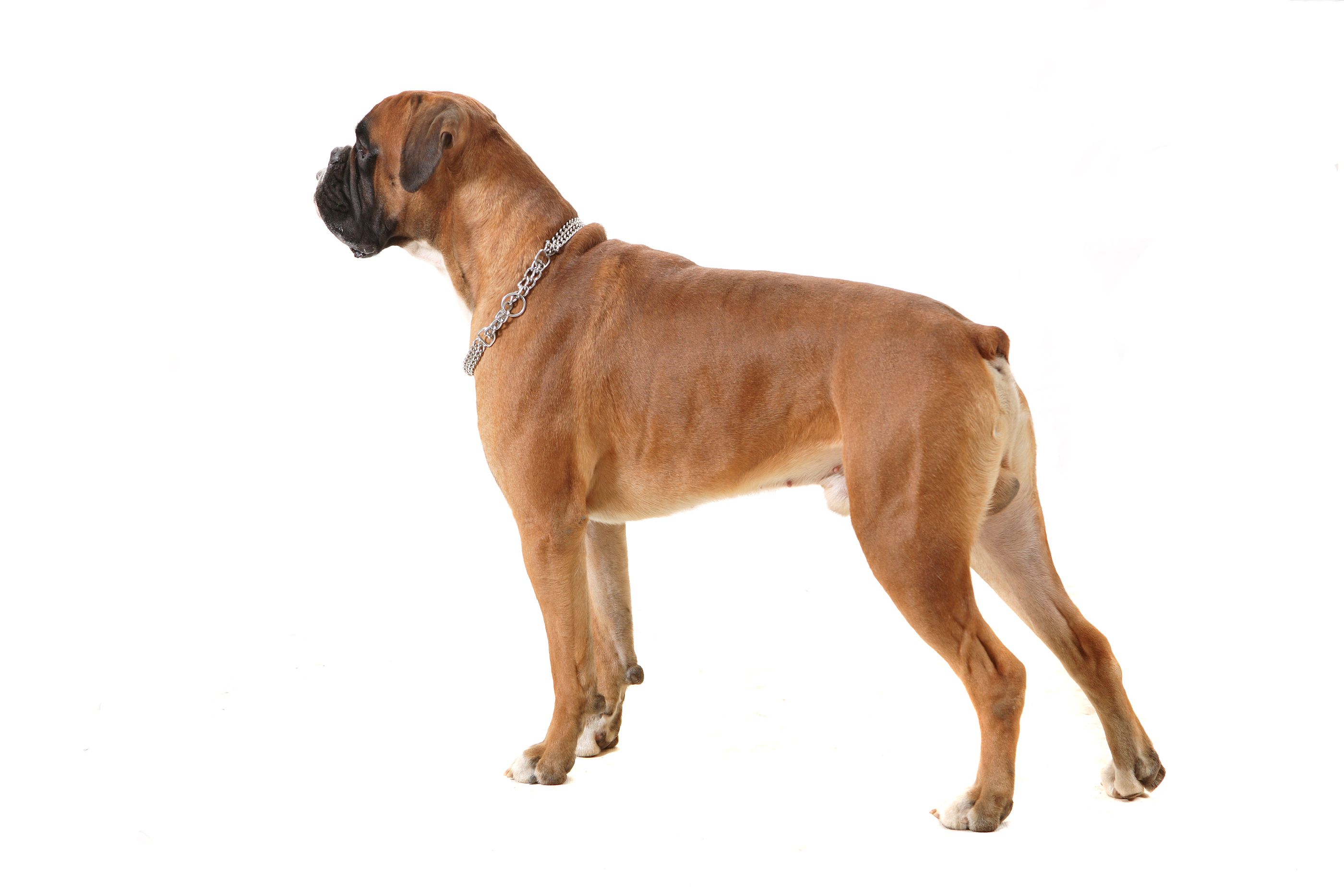 Boxer Dog Wallpaper - HD Wallpaper 