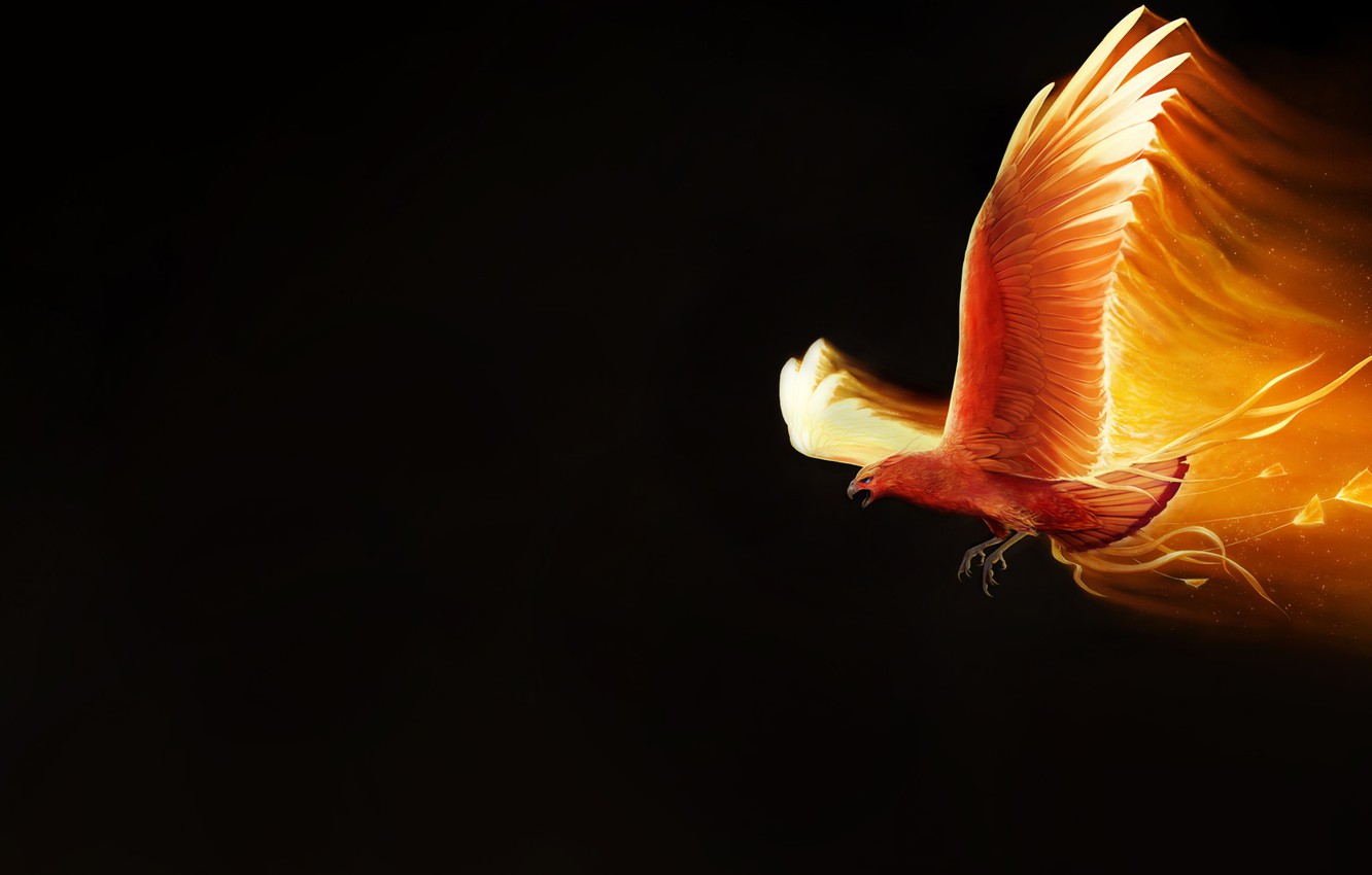 Photo Wallpaper Minimalism, Bird, Fire, Wings, Background, - Barn Owl - HD Wallpaper 