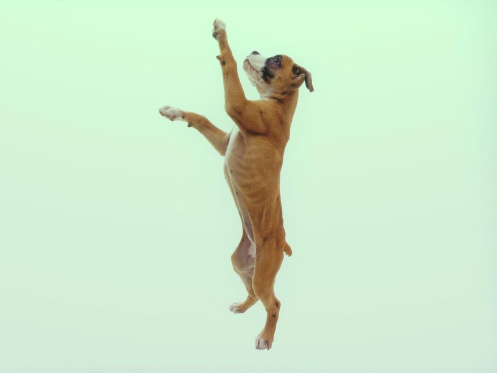 Pics Of A Boxer Dog Wallpaper - HD Wallpaper 