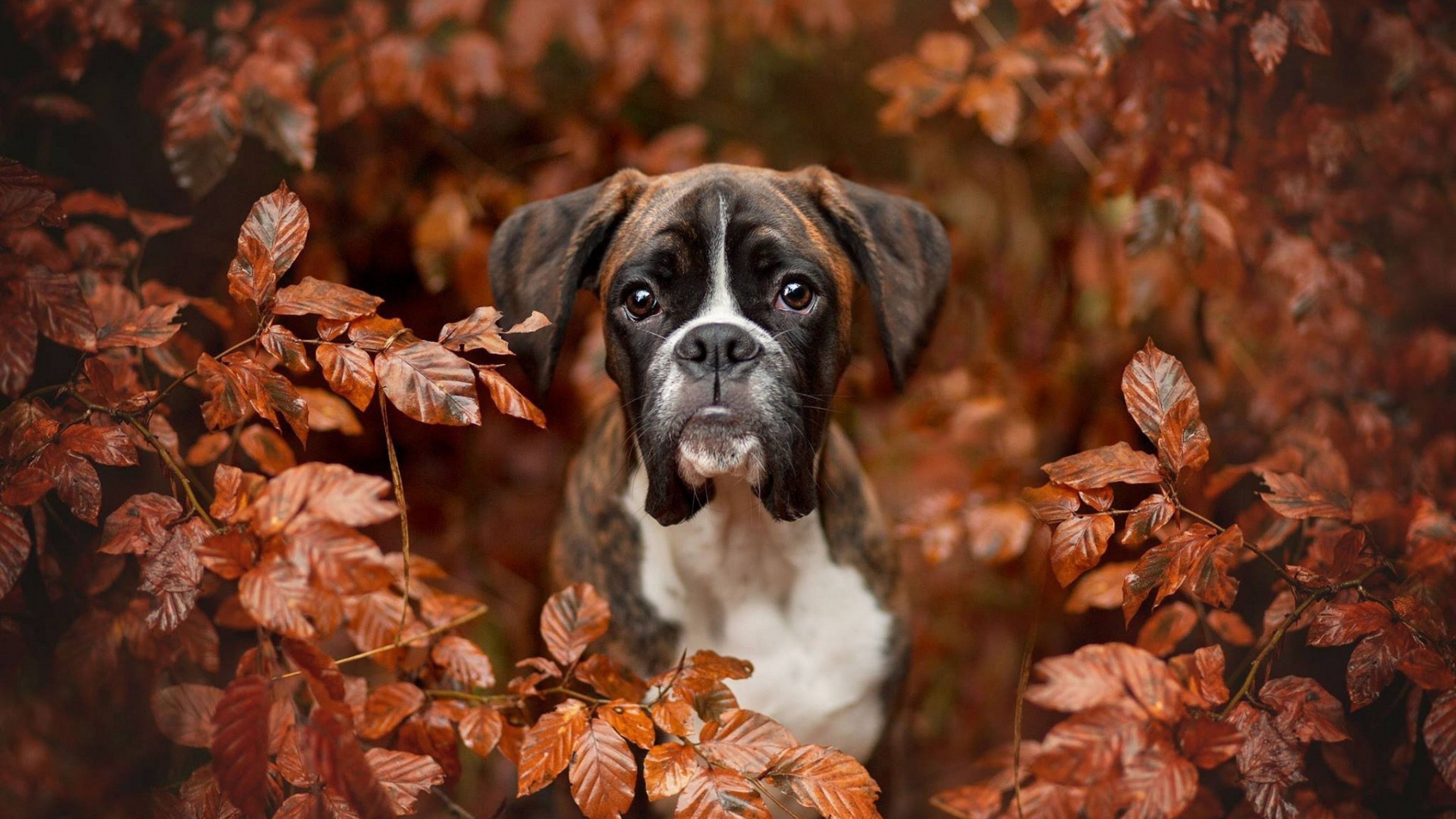 Boxer, Dogs, Autumn, Photography - HD Wallpaper 