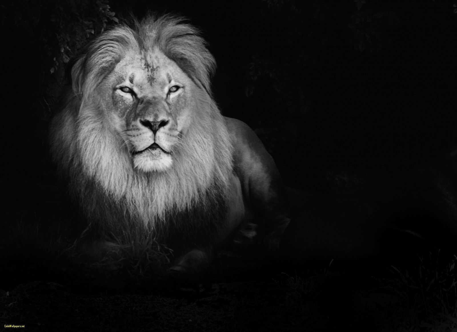 Walk Like A King Or Walk Like You Don T Care Who The - HD Wallpaper 