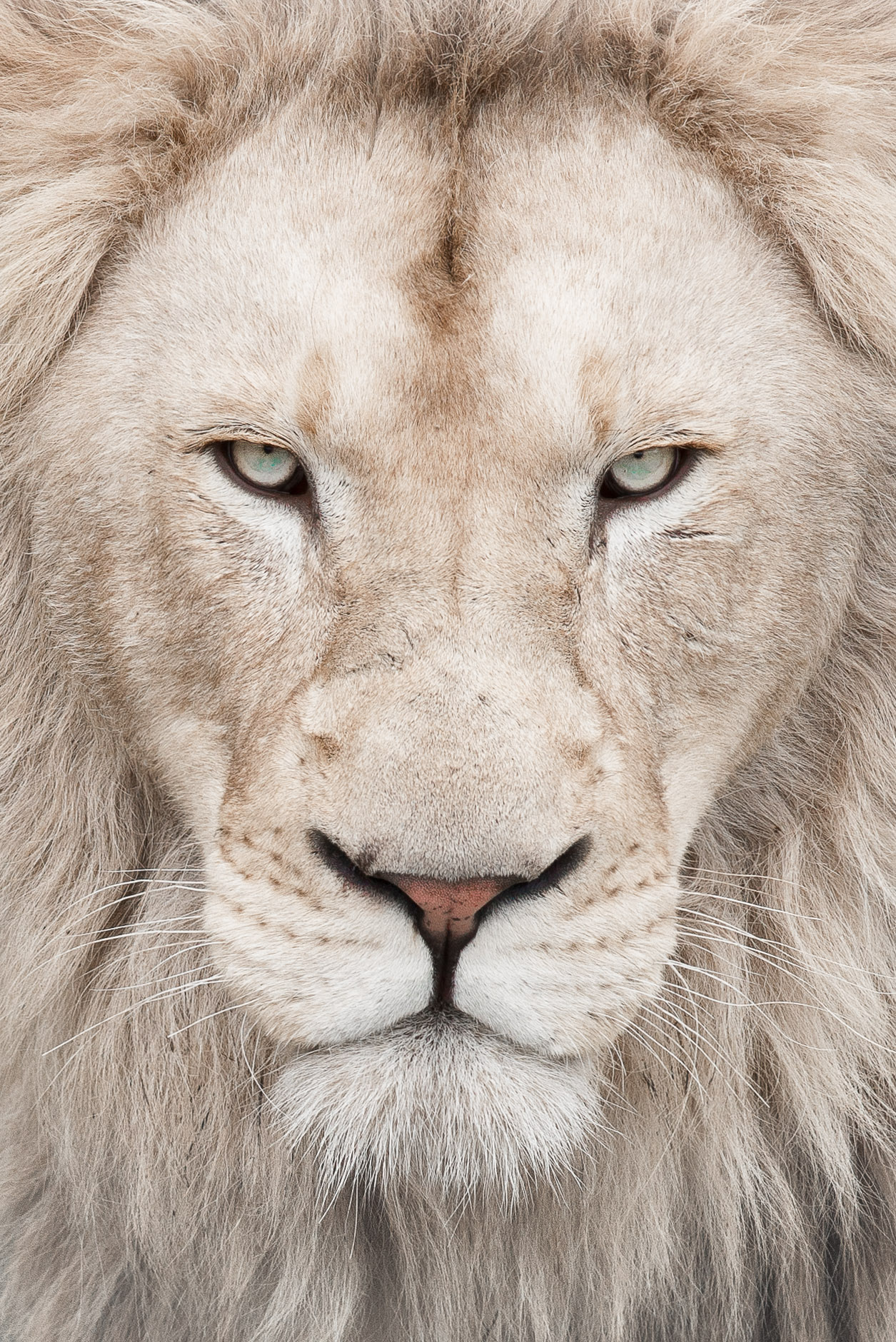 #k344299 White Lion Wallpaper Px - White Lion Wallpaper Iphone - HD Wallpaper 