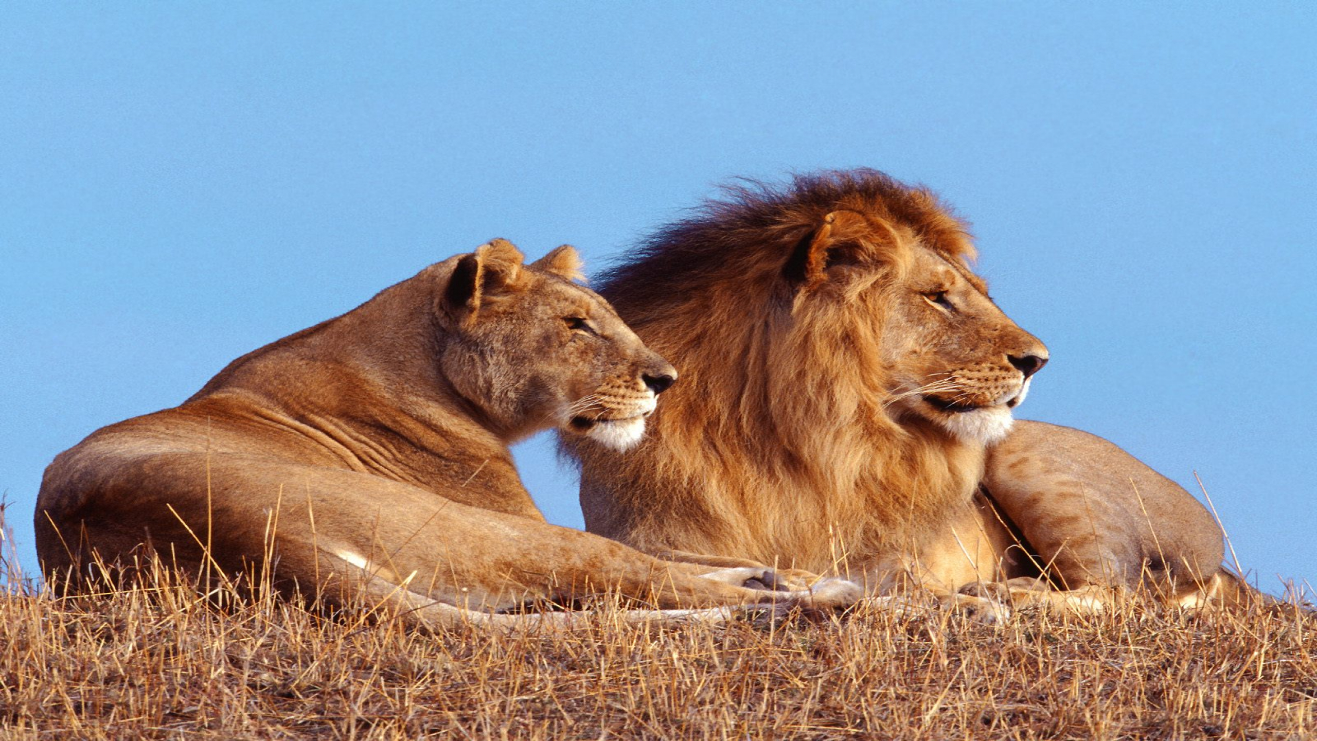 Lion And Lioness Hd - HD Wallpaper 