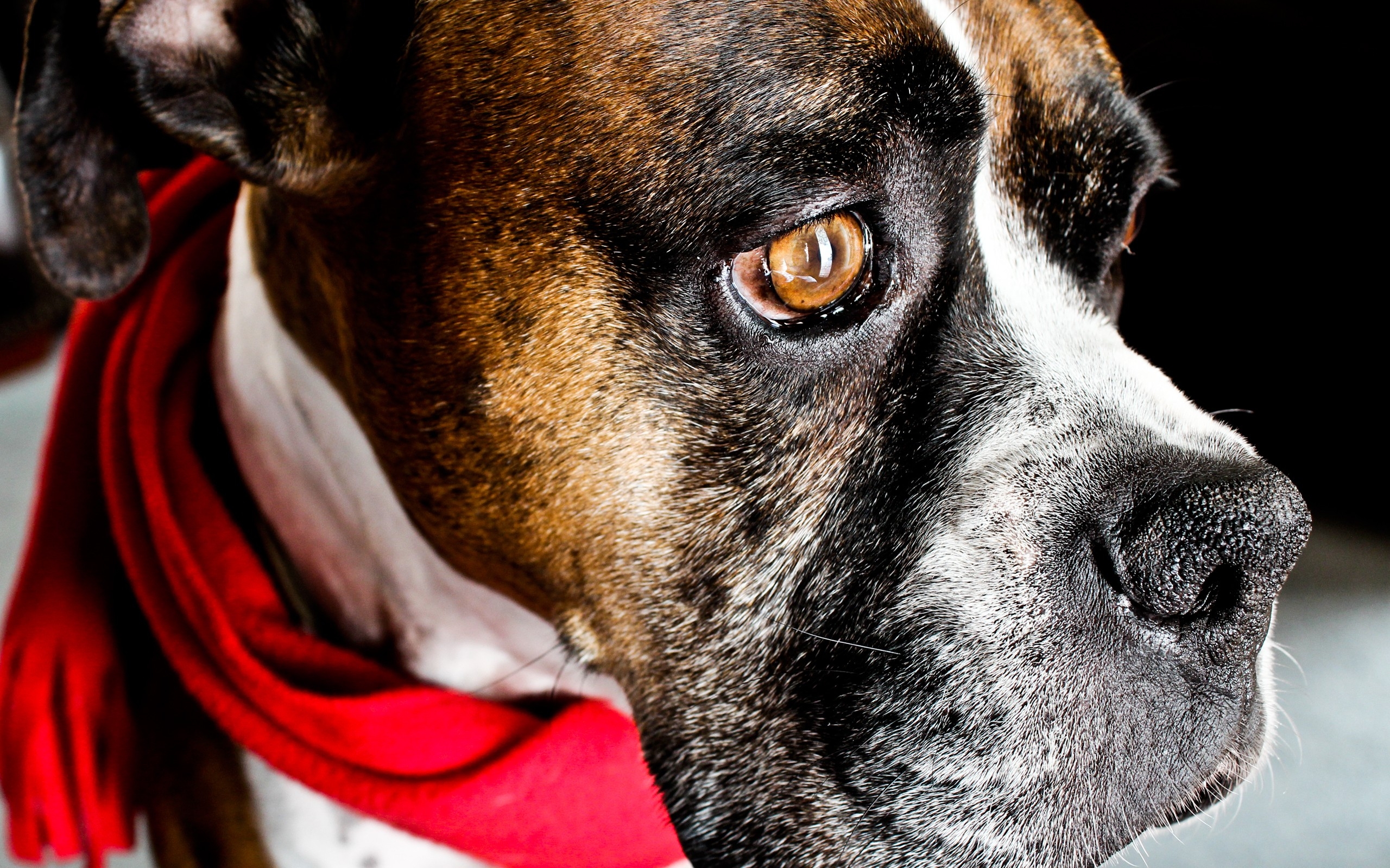 Perros Boxer Fondo De Pantalla - HD Wallpaper 