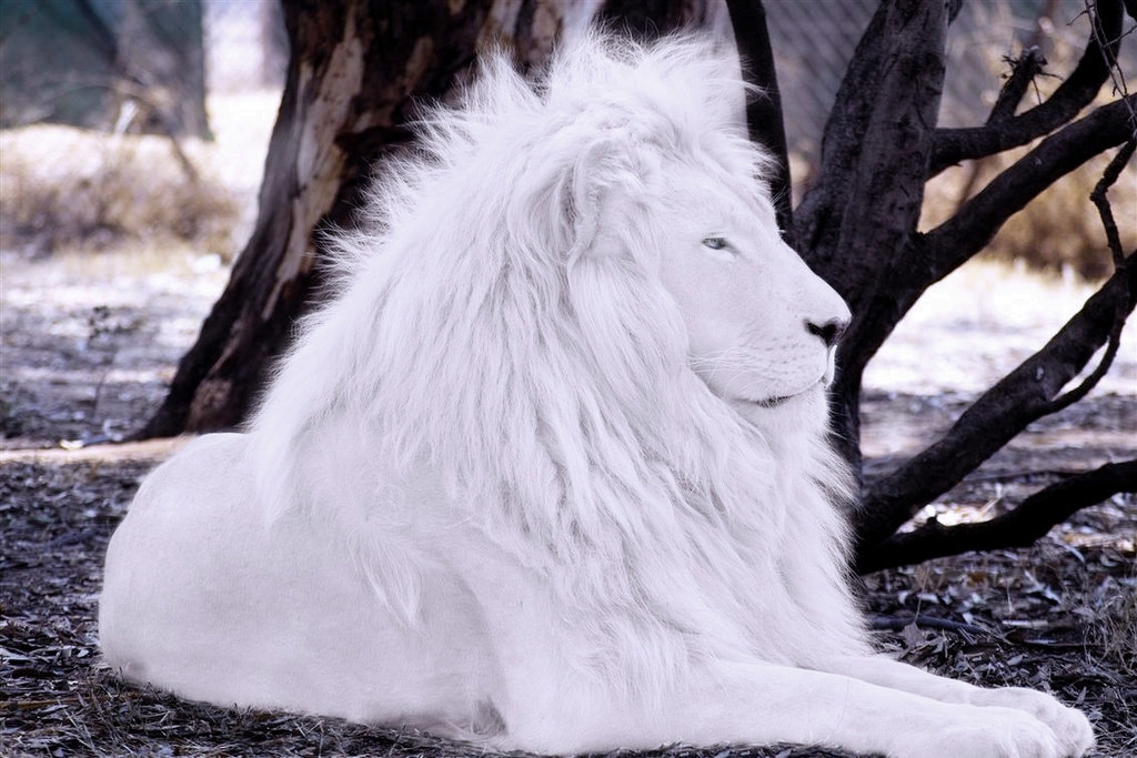 White Lion Wallpaper - Beautiful White Lion - HD Wallpaper 