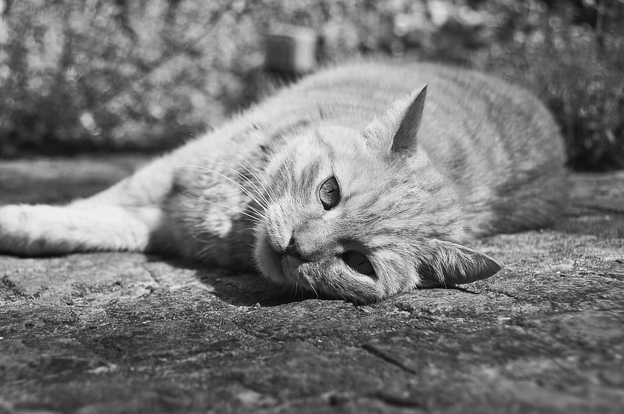 Cat, Black And White, Grey, Gray, Little Tiger, Felix, - HD Wallpaper 