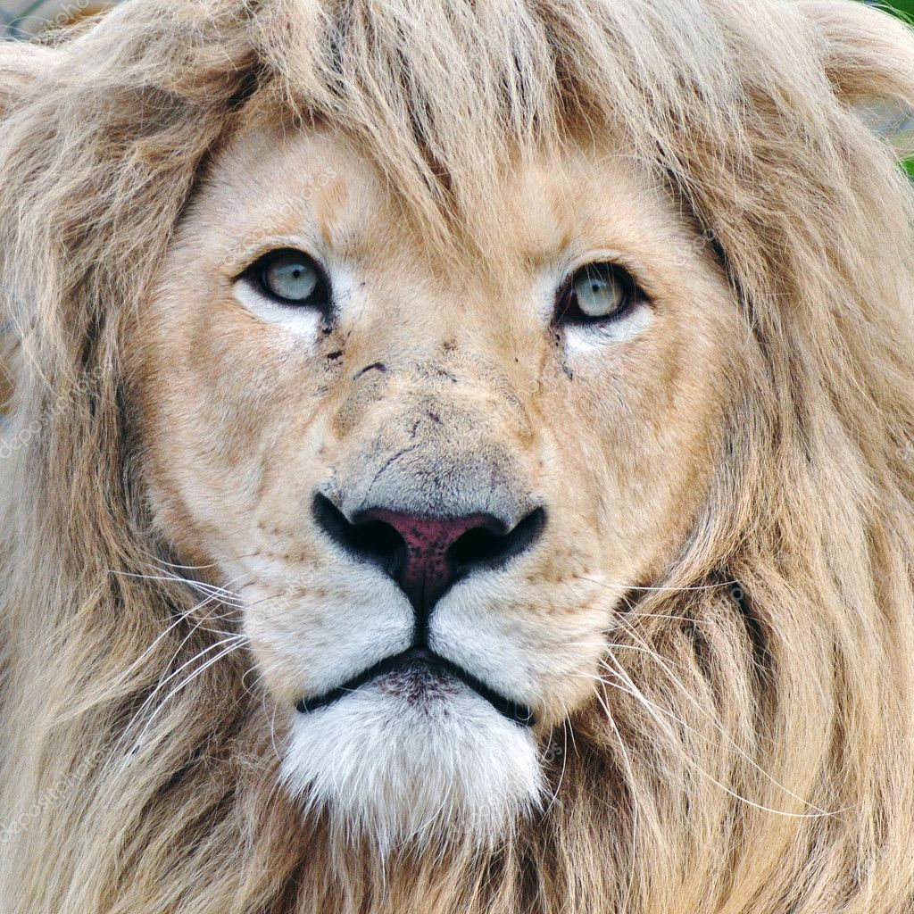 White Lion - HD Wallpaper 