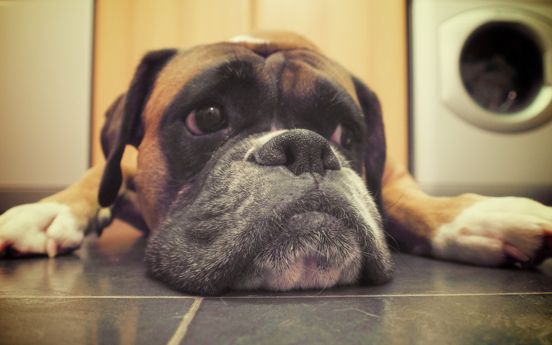 Sad Boxer Dog Face - HD Wallpaper 
