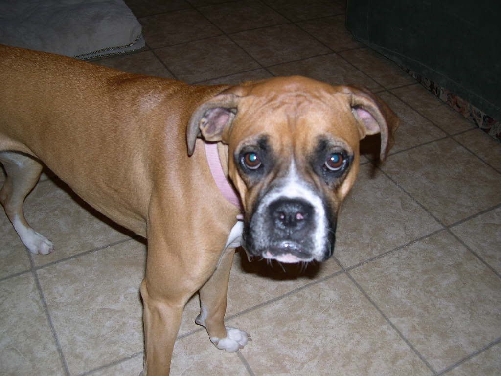 Pics Boxers Dogs Wallpaper - HD Wallpaper 